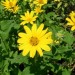 Oxeye Sunflower